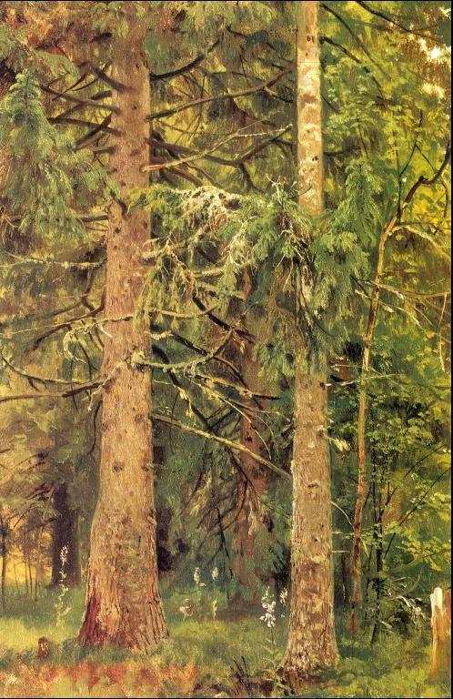 Fir Forest